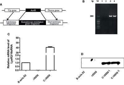 A LysR Transcriptional Regulator Manipulates Macrophage Autophagy Flux During Brucella Infection